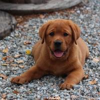 Cuccioli Labrador red fox