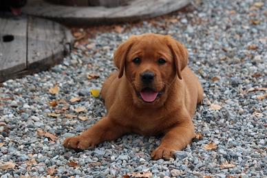 Cuccioli Labrador red fox