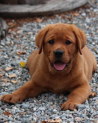 Cuccioli Labrador red fox