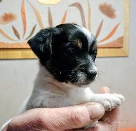 Cuccioli di Jack Russell
