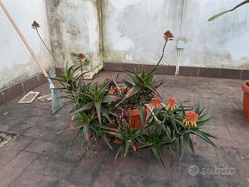 Pianta aloe con fiori