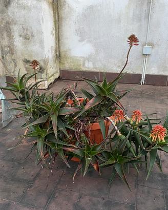 Pianta aloe con fiori