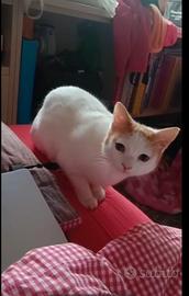 Gattina sterilizzata