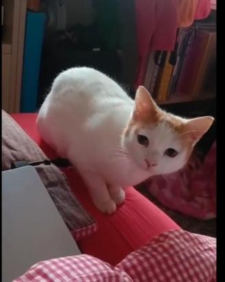 Gattina sterilizzata