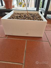Vaso Bonsai Quadrato Bianco Ruvido 25x25  - Nuovo