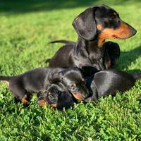 Cucciolo di bassotto nero lucido maschio