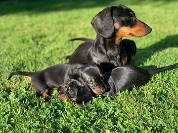 Cucciolo di bassotto nero lucido maschio