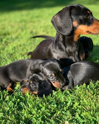 Cucciolo di bassotto nero lucido maschio