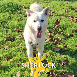 Sherlock, 2 anni, taglia media