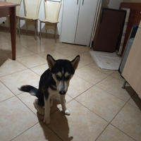 Siberian husky