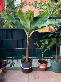 Banano rosa Musa Velutina