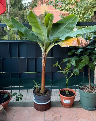 Banano rosa Musa Velutina