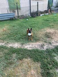 Cucciola pastore belga Malinois