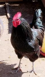 Galline Australorp - Araucana - Marans
