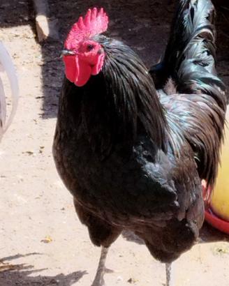 Galline Australorp - Araucana - Marans