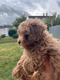 Cuccioli barboncino Toy