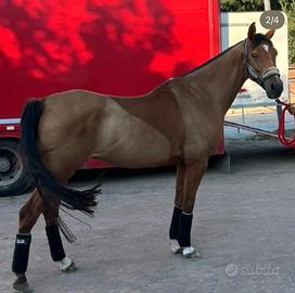Arabo, 10 anni