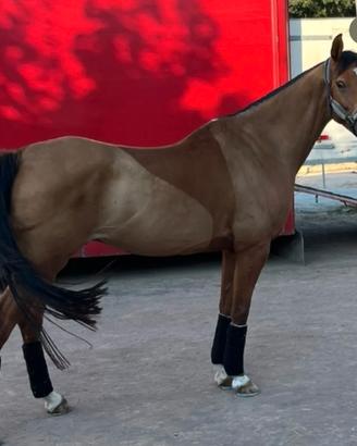 Arabo, 10 anni