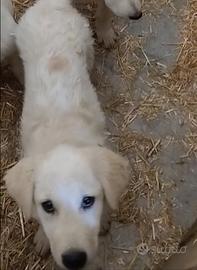 Cucciola maremmano