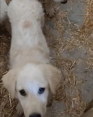 Cucciola maremmano