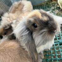 Coniglio testa di leone