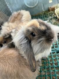 Coniglio testa di leone