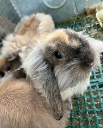 Coniglio testa di leone