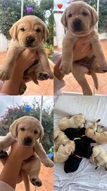 Cuccioli Di Labrador Retriever con pedigree Enci