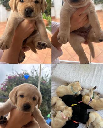 Cuccioli Di Labrador Retriever con pedigree Enci