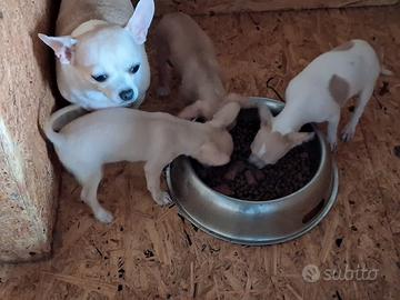 Chihuahua