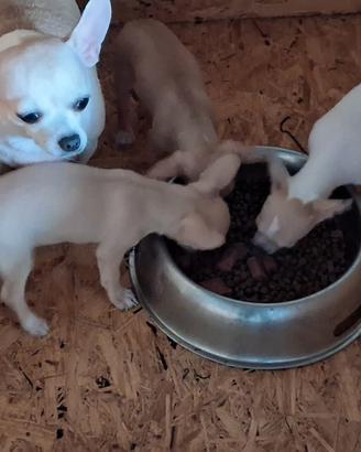 Chihuahua