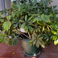 Schefflera in vaso