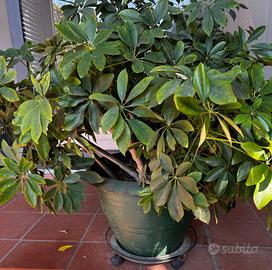 Schefflera in vaso