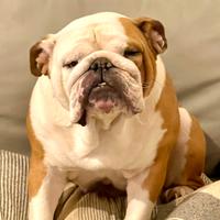 Bulldog inglese femmina rimborso spese