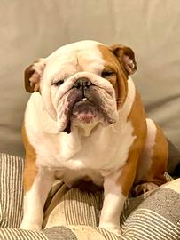 Bulldog inglese femmina rimborso spese