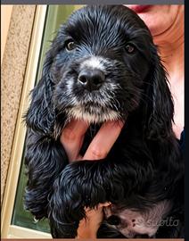 Cocker