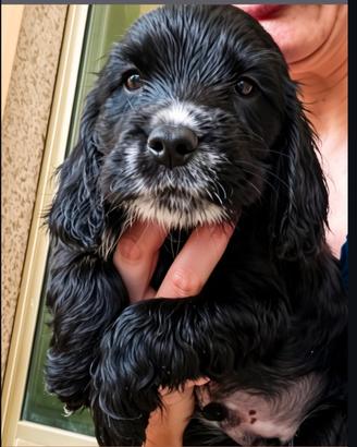 Cocker