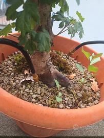 Prebonsai acero campestre