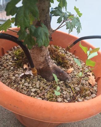 Prebonsai acero campestre