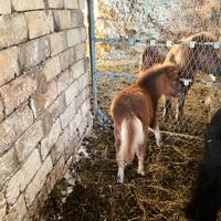 Mini pony olandese