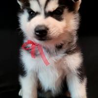 Cucciolata di siberian husky con pedigree