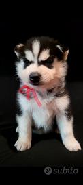 Cucciolata di siberian husky con pedigree