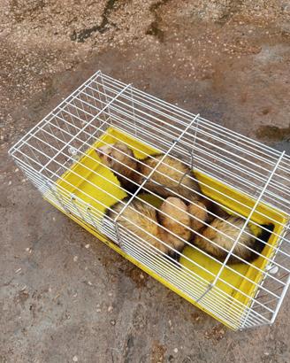 Cani da caccia furetti