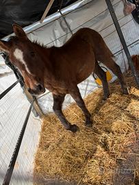 PULEDRA SICILIANA 10 mesi