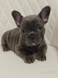 Bulldog francesi blu