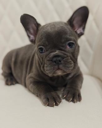 Bulldog francesi blu