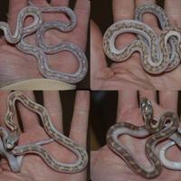 Serpenti del ratto