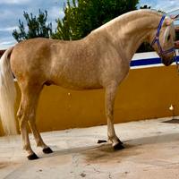 Cavallo Andaluso