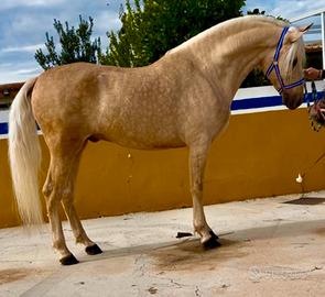 Cavallo Andaluso