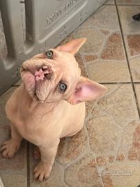 Bulldog francese esotico